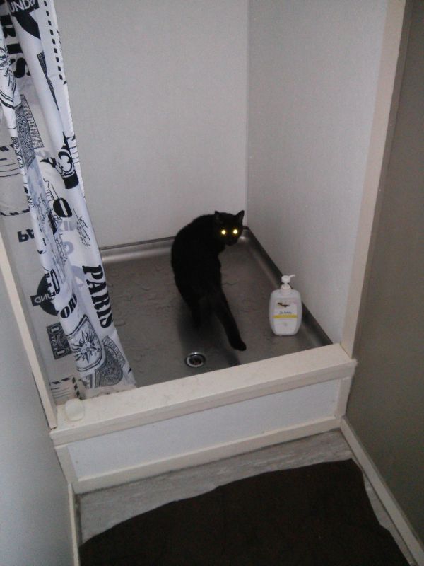 cat_shower